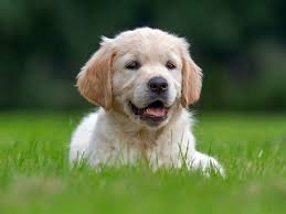 Mascota #2